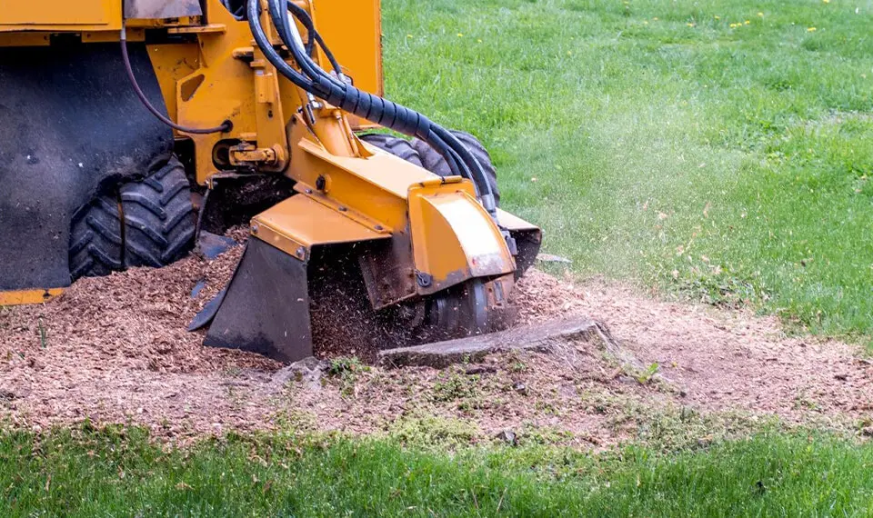 A stump grinder being used to grind down the remains of a tree stump.